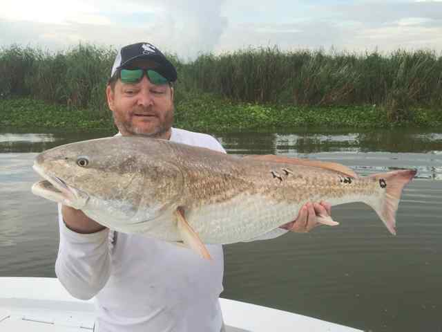 Tom Hill Venice, LAredfish