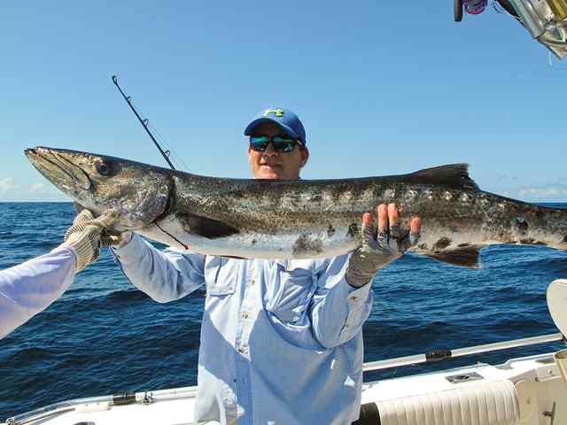 Jeff Fisher 5' barracuda CPR, caught on live bait