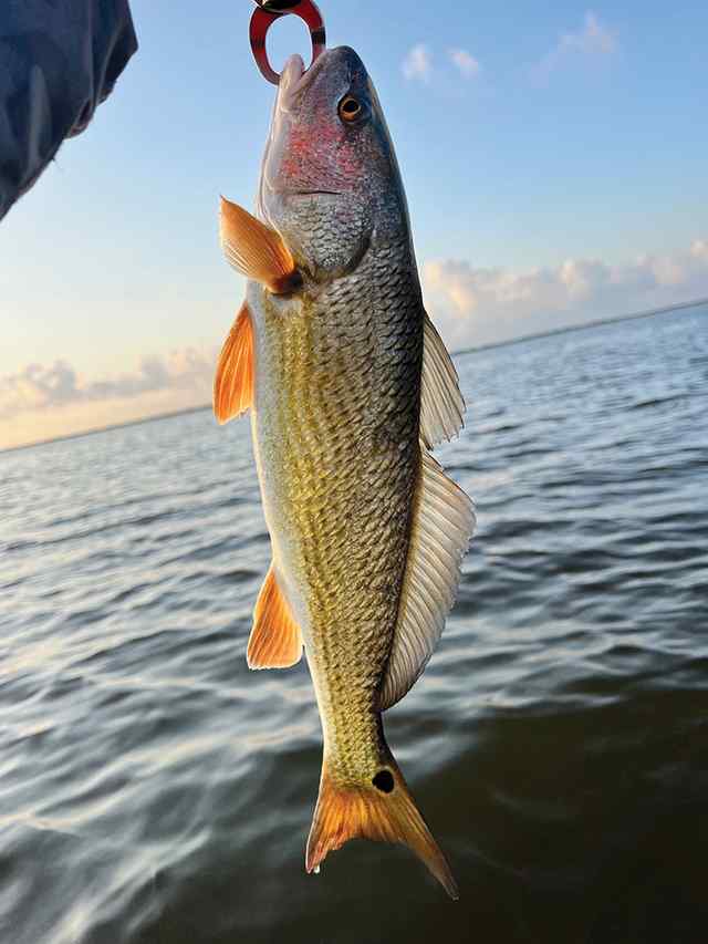 Perry Baumann Powderhorn Lake - redfish at sunrise CPR