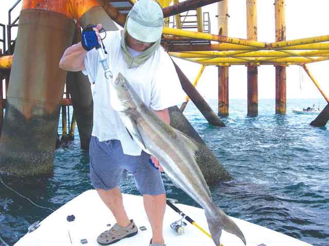 Randy Kidd PINS42&quot; 25lb cobia