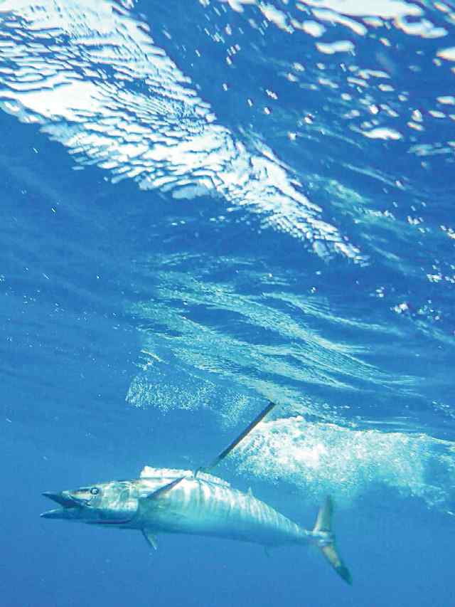 Travis Machado 75 miles out from Port Isabel50 lb wahoo