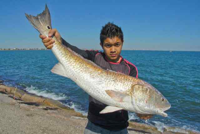 Luis Rocha 43" bull red, CPR - caught off the jetty
