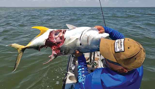 Flaco Lerma San Luis Pass - jack crevalle (shark snack)