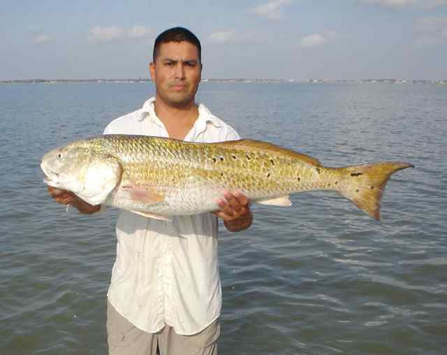 Adrian Garcia Baffin Bay50&quot; bull red