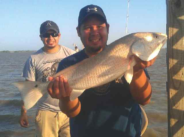 Gilbert Torres Cape Carangahua28&quot; redfish