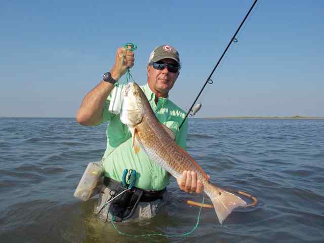 Michael McDonald Bird Island31&quot; redfish, caught on top lure