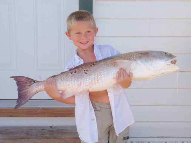 Colt Ericson Galveston jetty38.5&quot; bull red