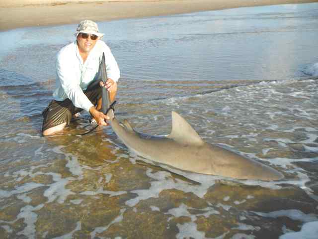 David Woods South Padre74&quot; bull shark