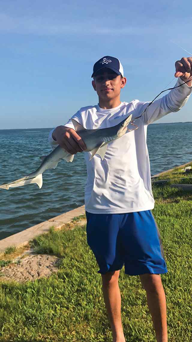 Fernando Leza Palm Harbor Seawall, Rockport - shark