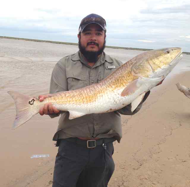 Hiram Salazar Bryan Beach39&quot; redfish