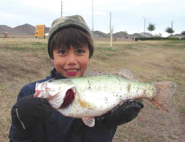 Beni Rodriguez 6lb bass