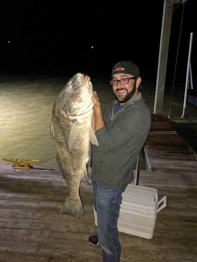 Lynn Ransonet Nueces Bay - 41" drum, caught on dead shrimp and fought it for 10 min. Even had 2 sucker fish attached when we pulled it onto the pier!