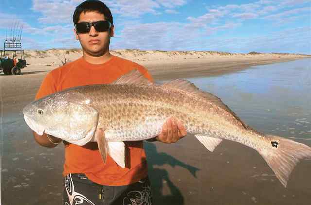 JD Big Shell40+&quot; redfish