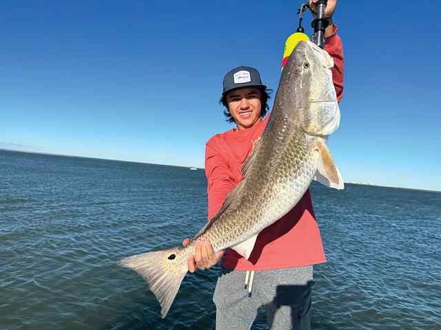 Devon Jones West Bay - 35" bull red