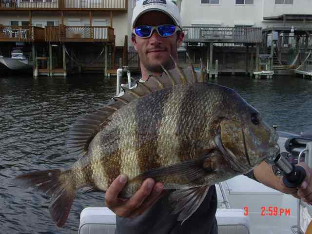 Michael Power sheepshead, caught in intercoastal waters