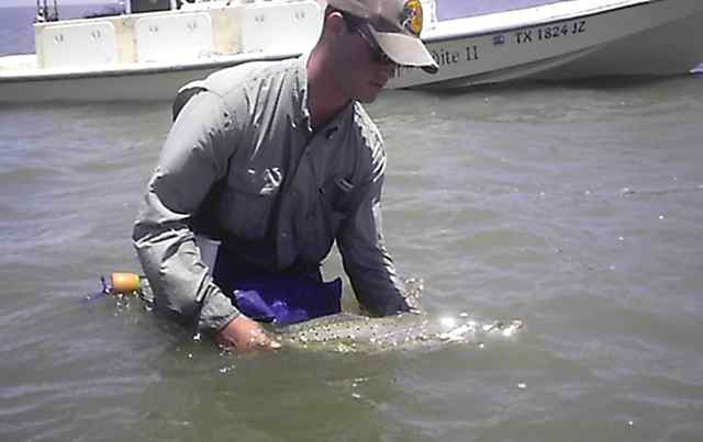 Travis Henderson 27&quot; trout, caught on a red and white sea shad Assassin