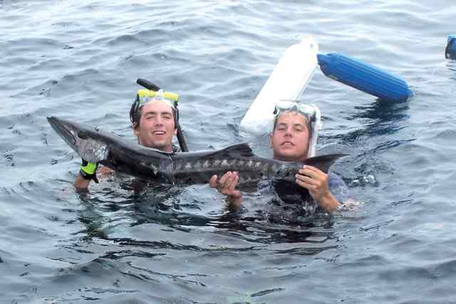C.J. Fikes & friend, Garrett Kusak Speared this barracuda snorkeling 30 miles offshore out of POC.