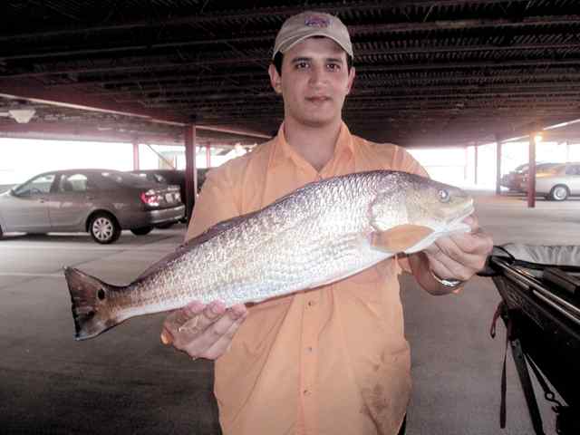 Raul Mendoza  West Galveston Bayred, caught on a mourning glory Bass Assassin