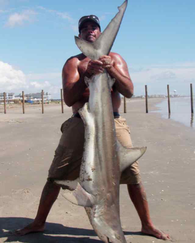 David Banki San Luis Pass
72" shark