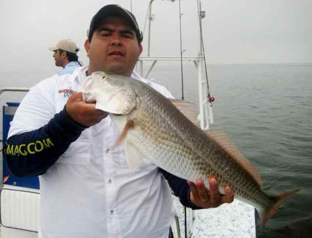 Beto Hinojosa 28&quot; redfish