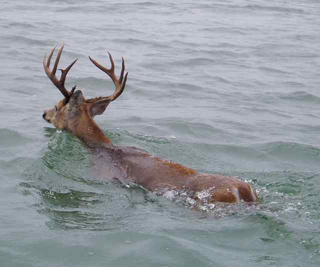 Chad McLean Port O'Connorbuck