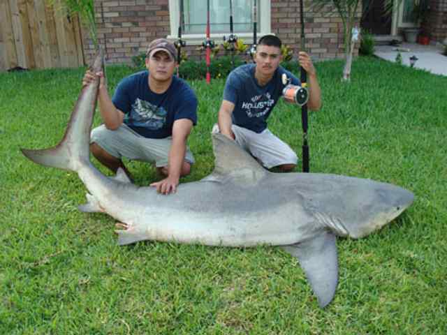 Enrique & Jose Guillen South Padre
8' 11" bull shark