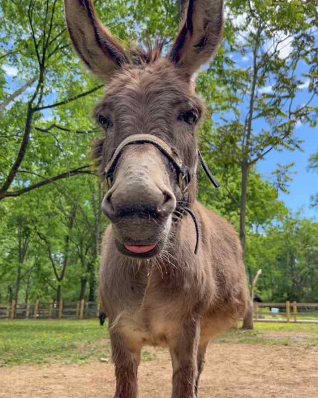 Nashville ZOO at Grassmere donkey.jpeg Nashville ZOO at Grassmere donkey.jpeg