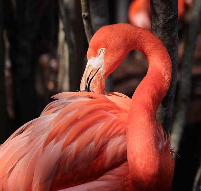 Nashville ZOO at Grassmere flamingo.jpeg Nashville ZOO at Grassmere flamingo.jpeg
