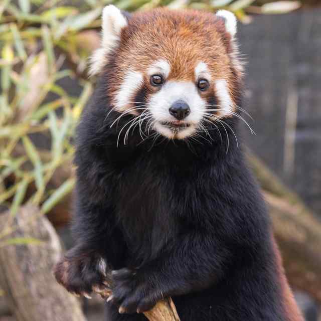 Nashville ZOO at Grassmere kuala bear.jpeg Nashville ZOO at Grassmere kuala bear.jpeg