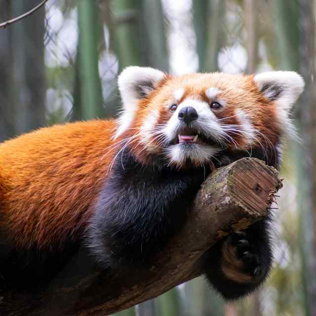 Nashville ZOO at Grassmere red panda.jpeg Nashville ZOO at Grassmere red panda.jpeg