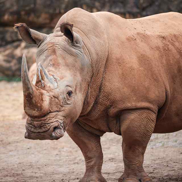 Nashville ZOO at Grassmere rhino.jpeg Nashville ZOO at Grassmere rhino.jpeg