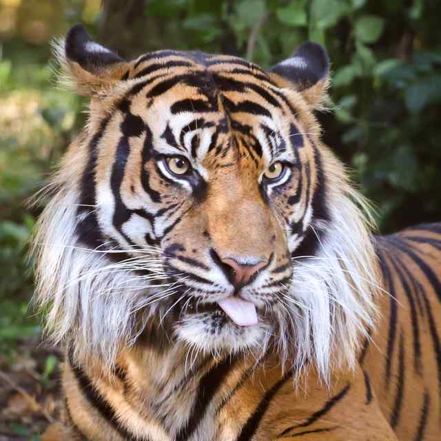 Nashville ZOO at Grassmere Tiger.jpeg Nashville ZOO at Grassmere Tiger.jpeg