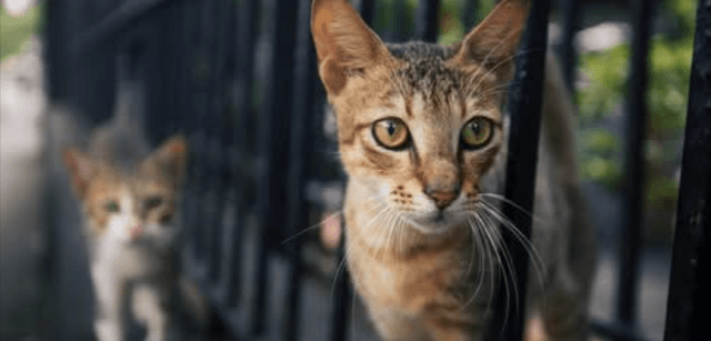 Protecting pets from screwworm