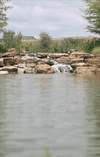 The ducks in Aggie Park had a good summer and so did we.