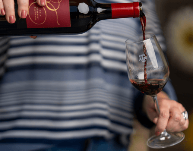 5 wine myths debunked by a Texas A&M wine scientist