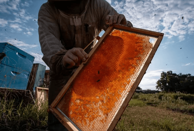 AgriLife Extension's Honey 101