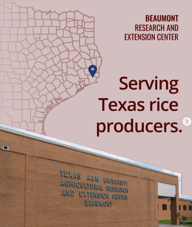Strengthening Texas rice production