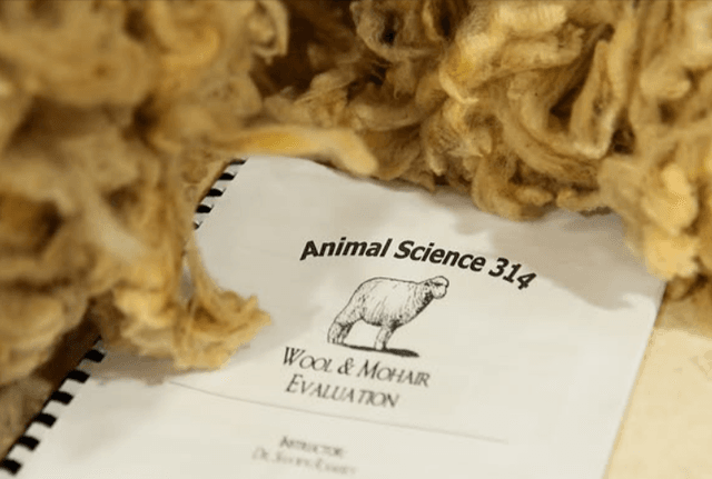 Putting wool to the test